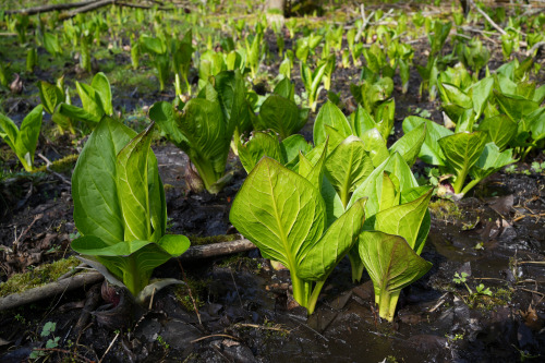 Skunk cabbage emerging from a swampy area of ground at Komoka Provincial Park, near London. It is al