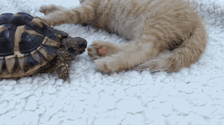 catsbeaversandducks:gifsboom:Video: Tortoise Tries to Eat Kitten’s Toes“Jelly beans!!! om nom nom no