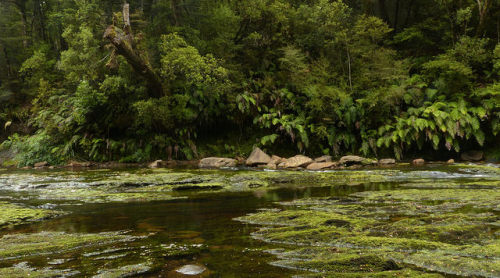 Coal Creek, Runanga, West Coast by New Zealand Wild on Flickr.