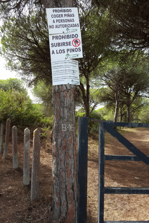 &hellip; but meanwhile let me warn you that it strictly prohibited to climb on the trees in the natu