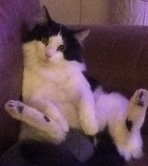 Unflattering Cat Selfies