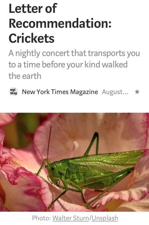 I’m going to have an aneurism. That’s a katydid.  August 25, 2019