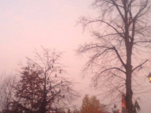 childoflamb: liseberg, the sky was pink and then black