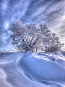 funnywildlife:  Hoar Frost - HDR #2 by Kirchmeier