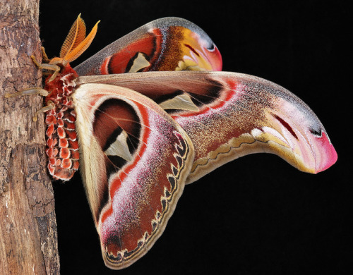sinobug:Male Atlas Moth (Attacus atlas, Saturniidae)) The Atlas Moth or Giant Silkworm Moth is a lar