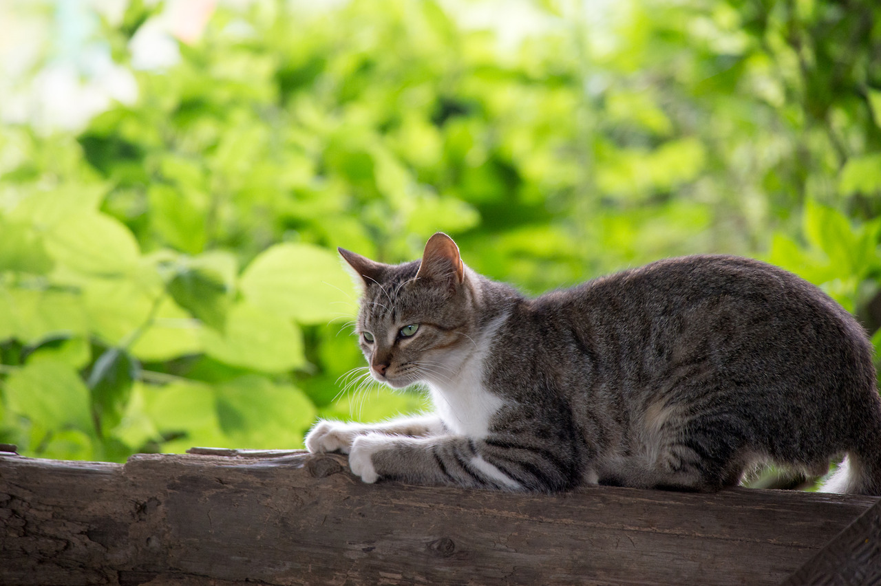 猫