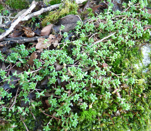 Sedum anglicum, English Stonecrop.
Growing on the rocks at Berra Tor near Buckland Monachorum in South Devon. Although called ‘English Stonecrop’, Sedum anglicum also grows in Scandinavia through west and central France to Spain and Portugal and also...