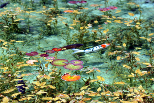 Unknown Photographer - This pond inside the precinct of Nemichi temple in Itadori, Seki city, is cal