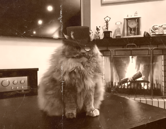 coastgods:runcibility:memewhore:That cat is absolutely an orphan-generating coal baron. The mustache and top-hat are there in spirit, if not actually. 
