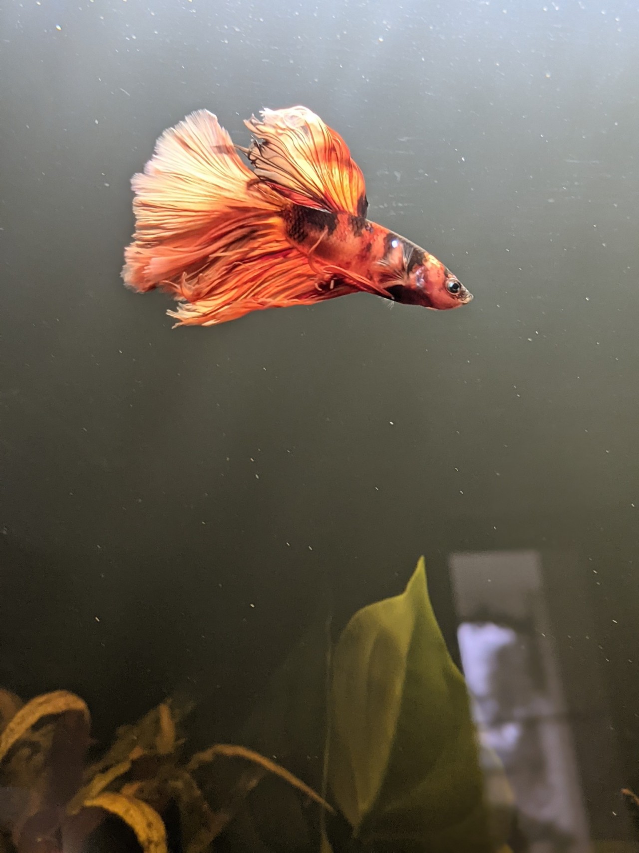 Hello, there! Welcome to the World of Bettas! — Healthy Vs