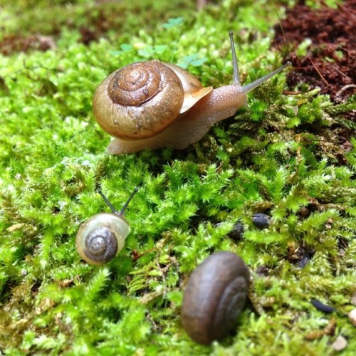 brentclarkphotography:  #snails in my #moss #garden #nature shell #animal #slimy #naturephoto #natur