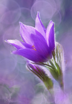 Wowtastic-Nature:  💙 ~ Beauty Of Spring ~ By Jasna Matz On 500Px○   620✱900Px-Rating:99.4☀ Photographer: Jasna