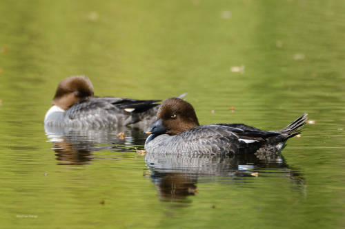 And the last one in the “floating-duck-series”;-): some female goldeneyes