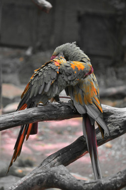 wowtastic-nature:In love by Sylvain Vindel / 500px