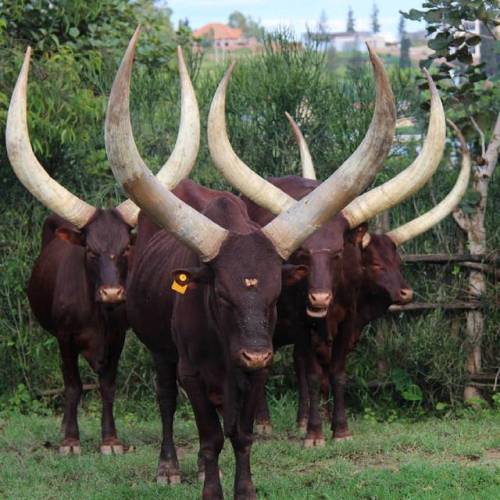 interesting-as-hell: Inyambo Cattle