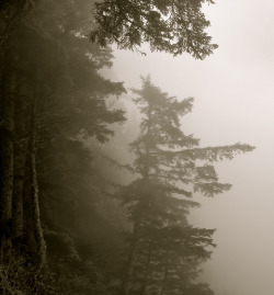 lensblr-network:  3:05pm . Ecola State Park,