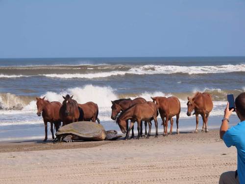 Meeting Of The Minds In The Outer Banks.