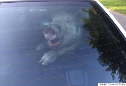 sungodsinexile:A Michigan pig tired of having its name sullied by association struck back at the cop