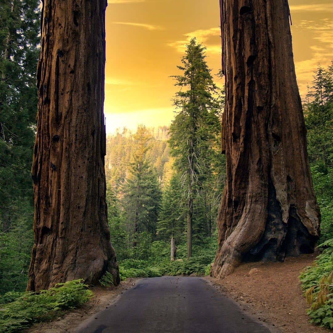 geographicwild:
“Photo by @p.kizzy It’s a good road ahead. #place #tree#road #planet #natures #tlpicks
https://www.instagram.com/p/CJLFTvaLmAX/?igshid=1kkqhvxz3k1eb
”