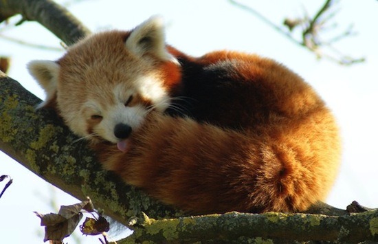 yeah-thats-not-it:Red panda blep is the best kind of blep