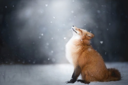 everythingfox:  Red Fox Feeling the Winter📷:  Alicja Zmysłowska