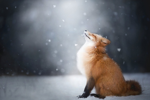 Sex everythingfox:  Red Fox Feeling the Winter📷: pictures