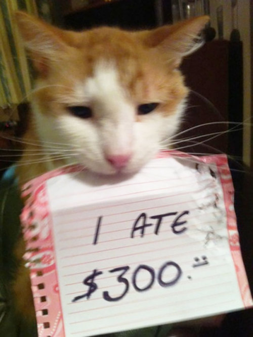 letslivlavlaf:Guilty Cats Confessing For Their Crimes