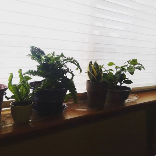 Some plants I bought at Mulback’s last weekend :)