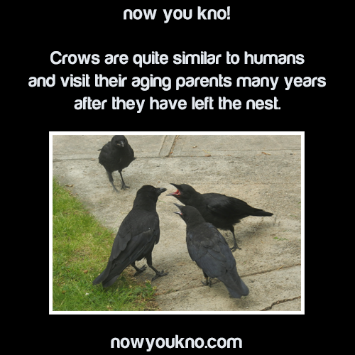 fangirling-so-hard-rn:  nowyoukno:  Now You Know (Source)  Crows are scaryThey use