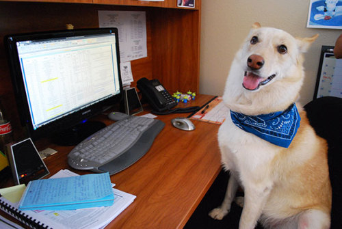 roarofalannister:  awesome-picz:    Today Is National Take Your Dog To Work Day.  tadokorocchiis, kougamishinyas