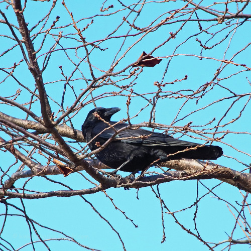 kinkurohajiro:2 dec. 2014(火) crows @ Kamogawa , Kyoto.  1&2,9&10; Carrion Crow adults 3&4; Jungle Crows, 5-8; young Carrion Crows.