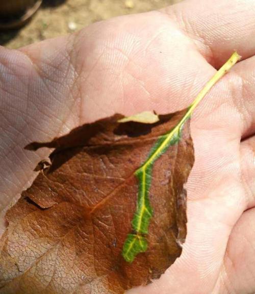 m–ood:Leaf with its last living vein
