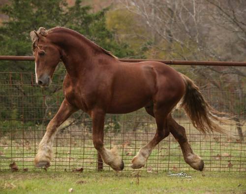 saisirlesjour:Redman, chestnut friesian stallion.