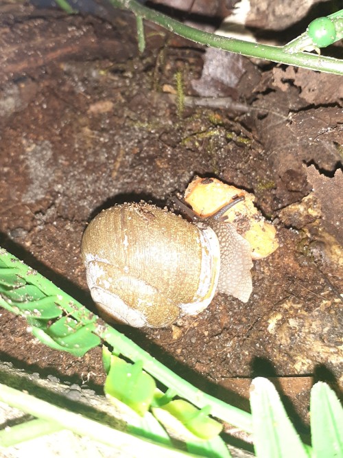 Bug Tour Part 2: My Snails, Millipedes, And Velvet Ant.