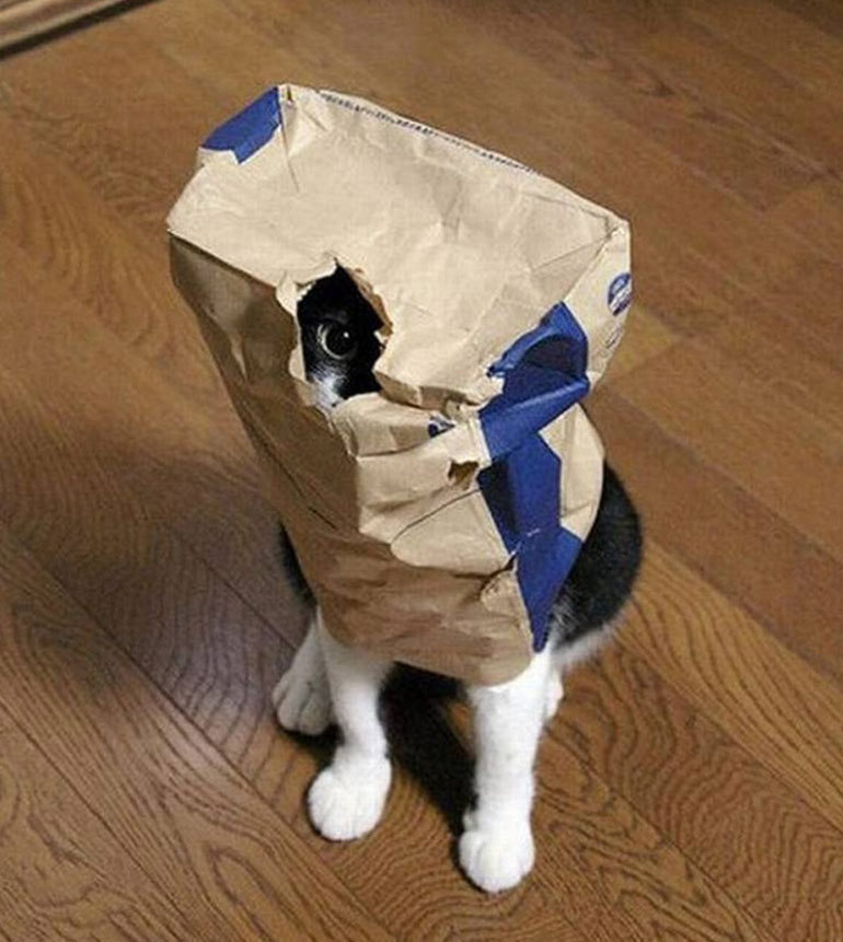 blondibooo:  srsly-cereal:  meowoofau:  13 cats failing at hide and seek As good