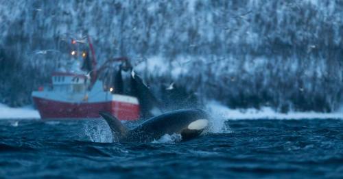 blackfishsound:Photos by Anders Hanssen (x)