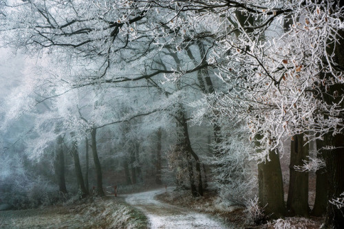 90377:Snowland by BphotoR