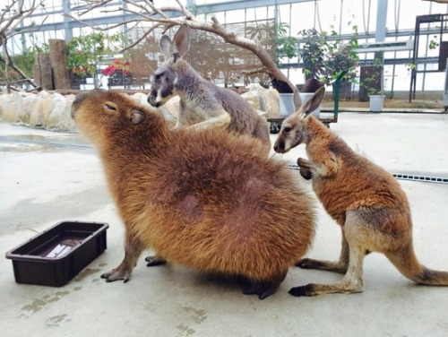 Kangaroos can’t stop massaging a capybara at Kobe Animal Kingdom, Japan
