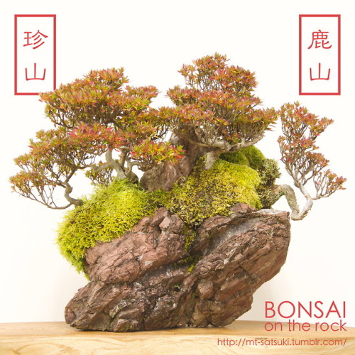 皐月「珍山」＆「鹿山」の石付盆栽SATSUKI “CHINZAN” &amp; “KAZAN” azalea bonsai on a rock2017.12.2 撮影bonsai on the roc
