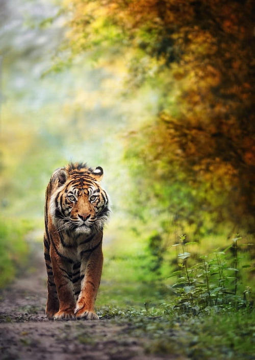 drxgonfly: tiger is back … (by eric c.)