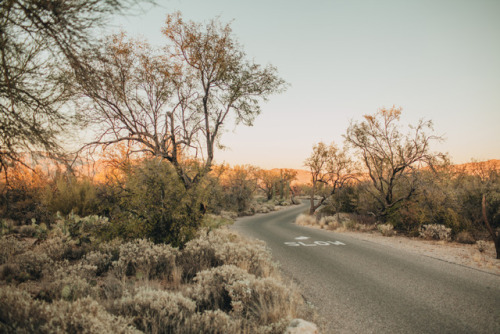 julianajohnsonphoto: Saguaro National Park Eastern DistrictTucson, ArizonaDecember 2017instagram: @j