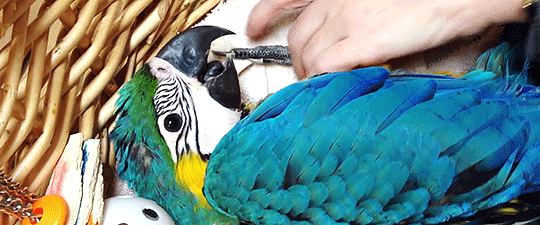 tinysaurus-rex:  misscomstock:  [x]   Baby macaws’ dark eyes always catch me off