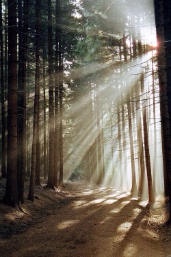 brightindie:  forest 