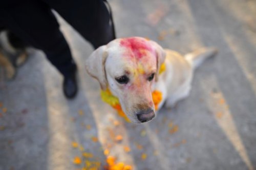 hinducosmos:Kukur Puja: The Day of the Dog festival in NepalIt’s called Tihar, and is the Nepalese w