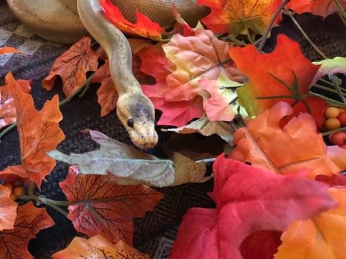 these leaves!! need inspecting!!!!