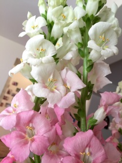 bahmbied:  bahmbied:  gladiolas bought for