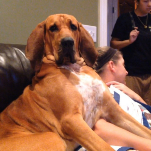 When Huge Dogs Forget They&rsquo;re Not Puppies Anymore, THIS Happens. And It&rsquo;s Hilarious. (22