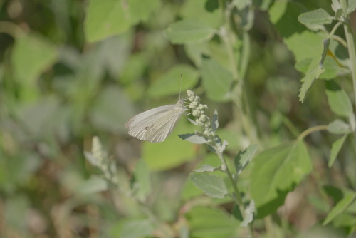 #butterfly #macro #insectphotography #digitalphotography