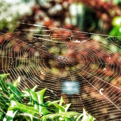 stickyspiderwebsexiness:Caught in a web #spring #spiders #dallas #nature #spiderwebs #dallasblooms by dcbleo https://instagram.com/p/1KB5rirDKo/