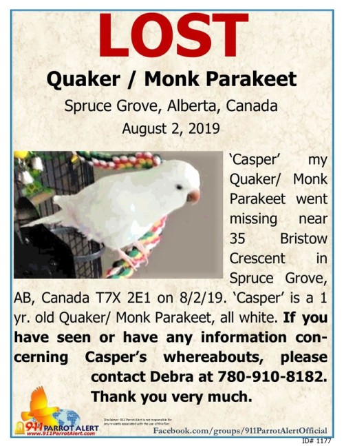 LOST - QUAKER/ MONK PARAKEET, 8/2/19, ‘Casper’, 35 Bristow Crescent, SPRUCE GROVE, AB, 